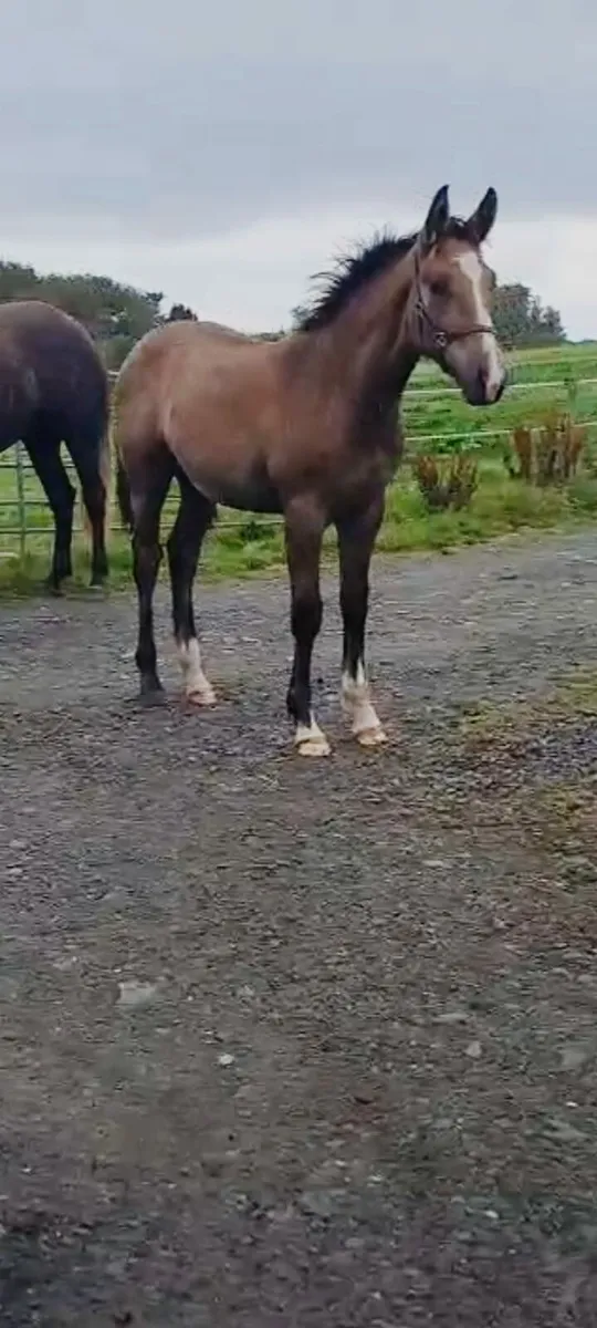 RID .Filly Foal. - Image 4