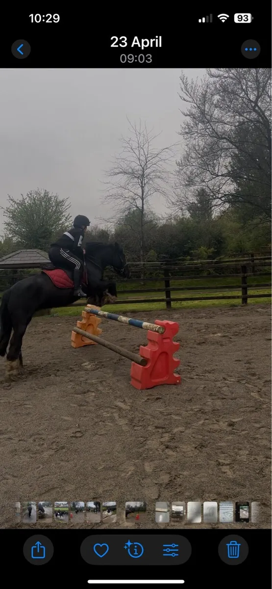 Pony - Image 2