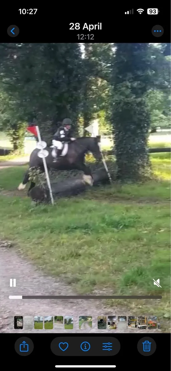 Pony - Image 4