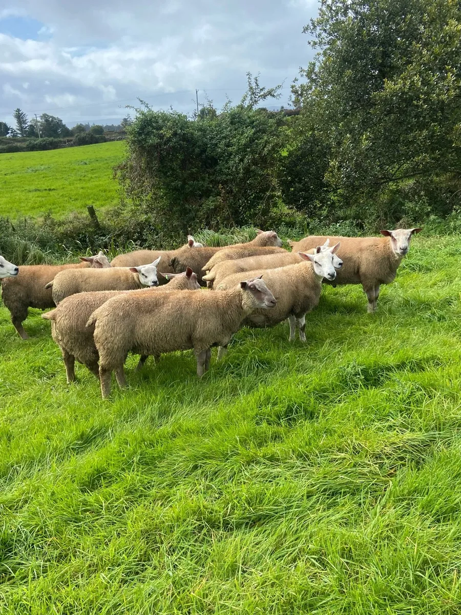 PB Charolais Lamb Rams - Image 1