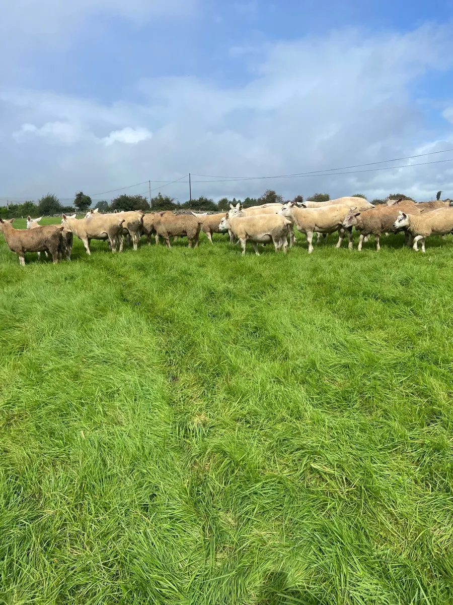 PB Charolais Lamb Rams - Image 2