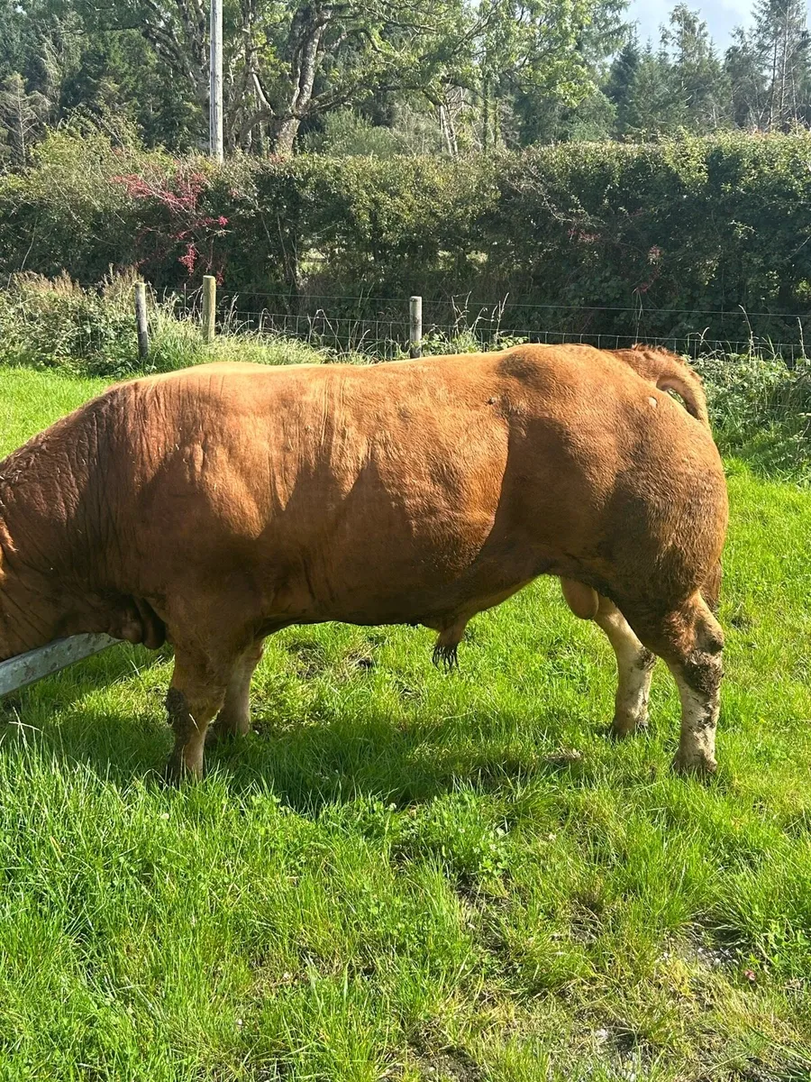 Quality Limousine Bull - Image 2