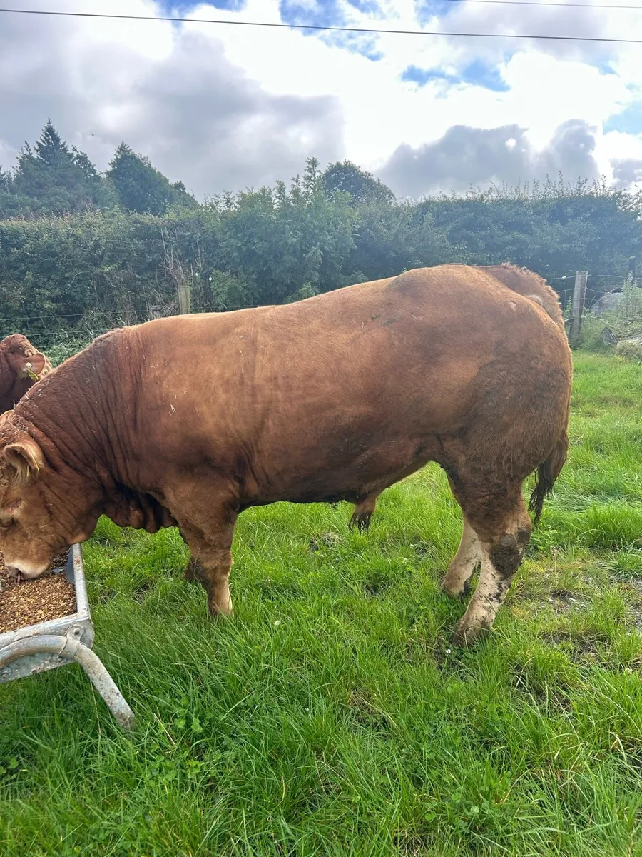 Quality Limousine Bull - Image 3