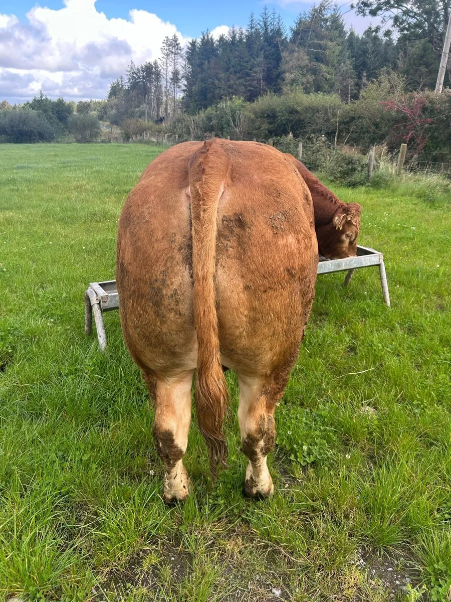 Quality Limousine Bull - Image 4
