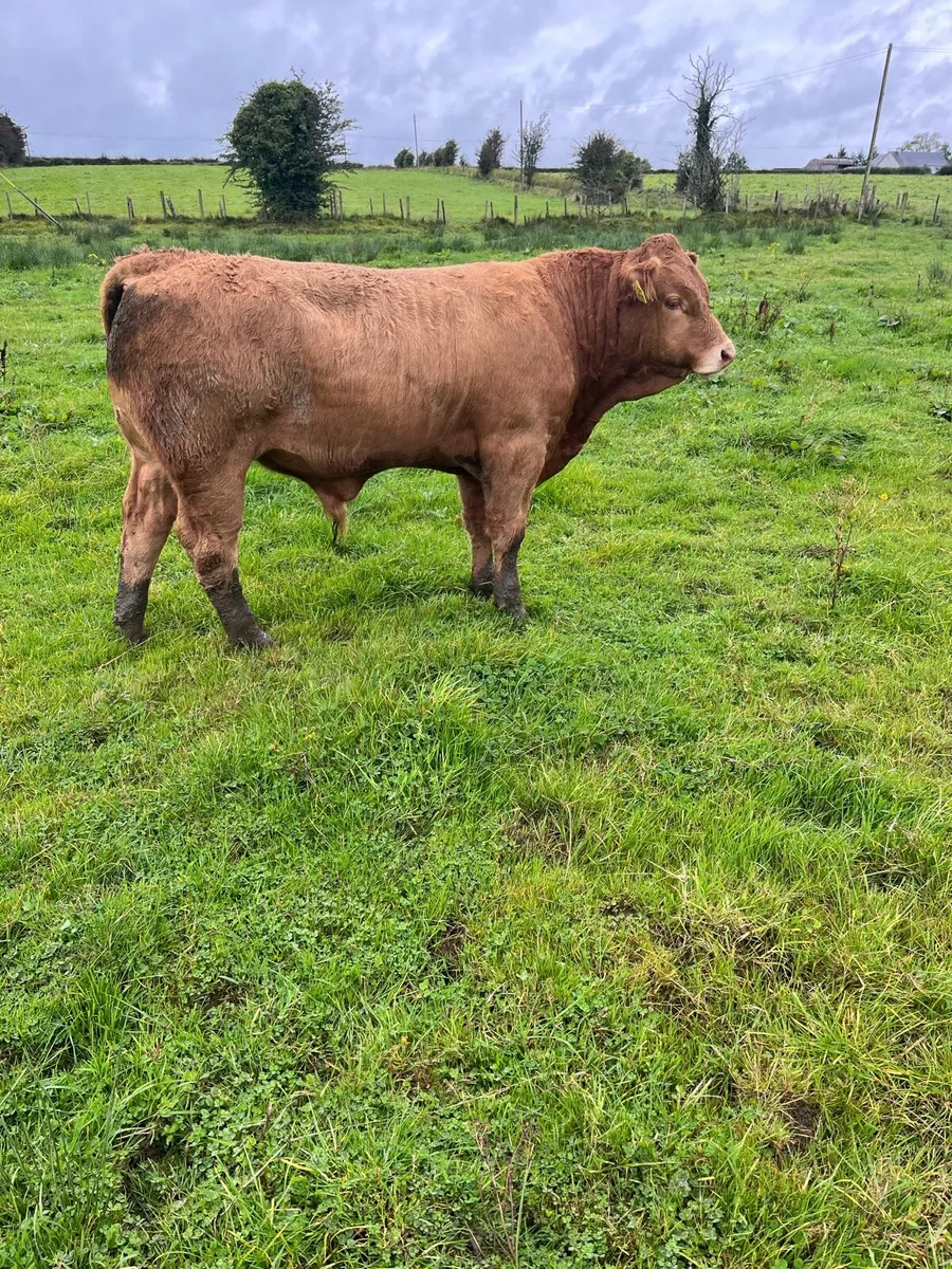 Weanling bulls  Castlerea mart 11/9 - Image 1