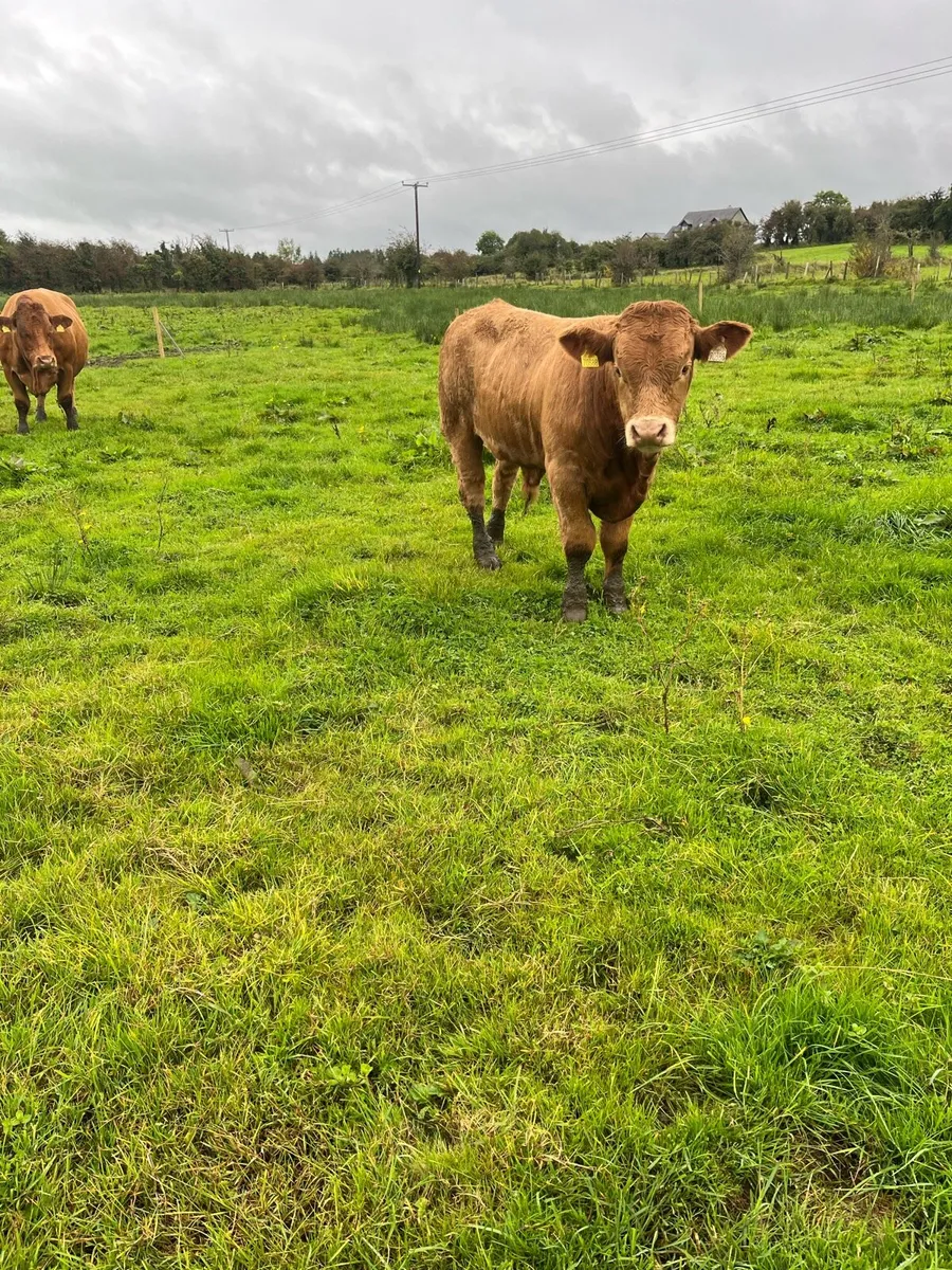 Weanling bulls  Castlerea mart 11/9 - Image 2