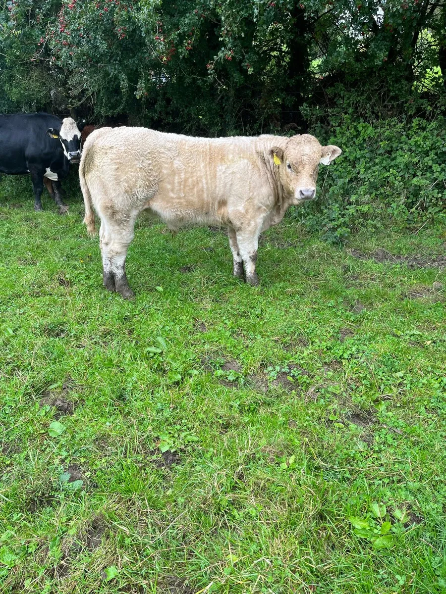 Weanling bulls  Castlerea mart 11/9 - Image 3
