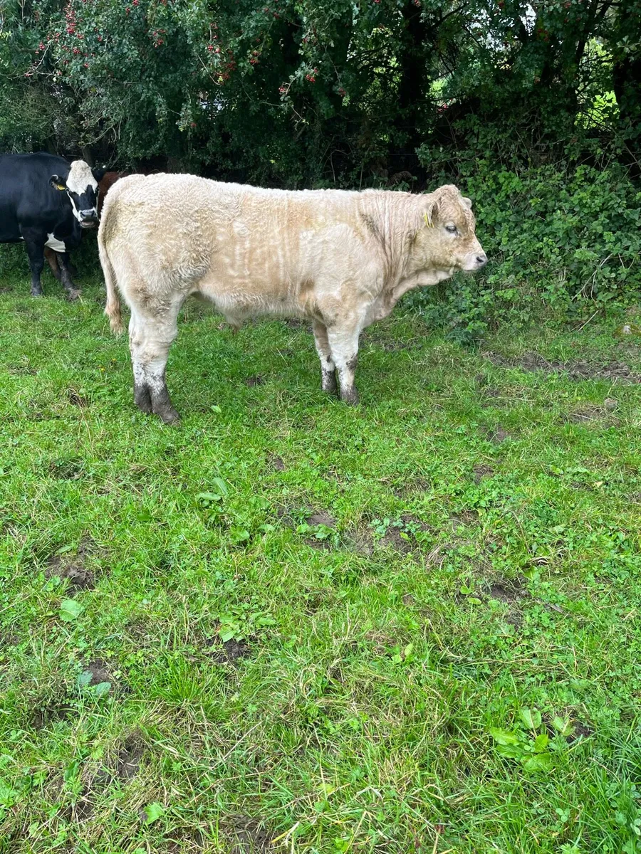 Weanling bulls  Castlerea mart 11/9 - Image 4