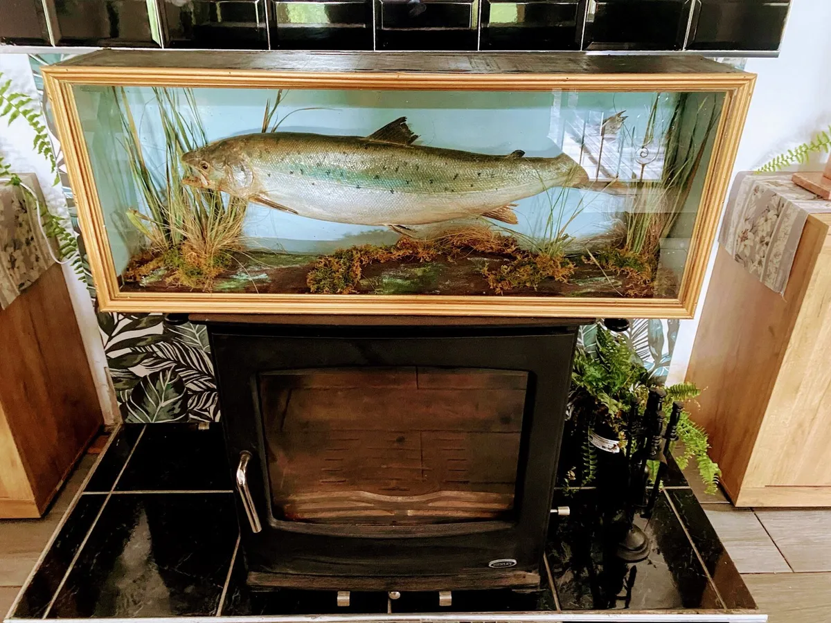 Beautiful taxidermy trout.