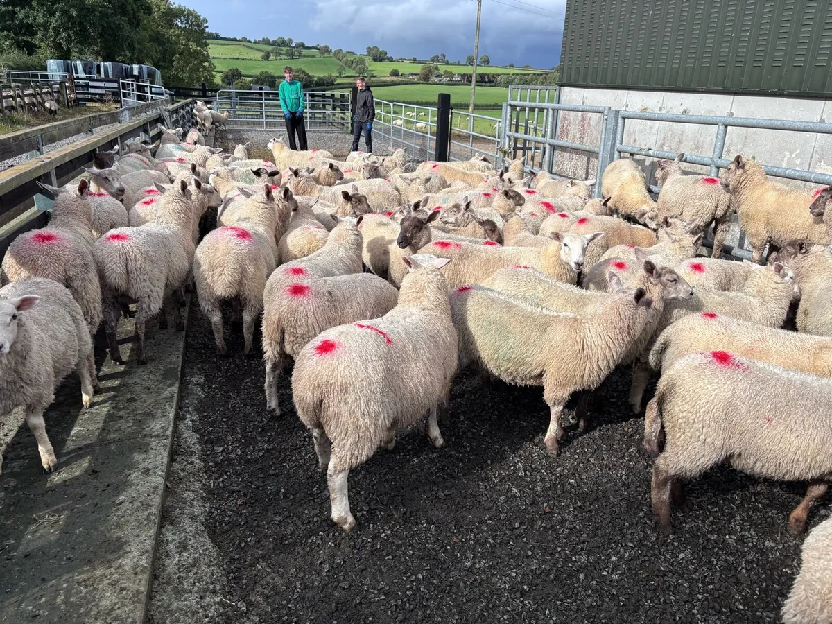 50 Organic Store Ewe Lambs - Image 1