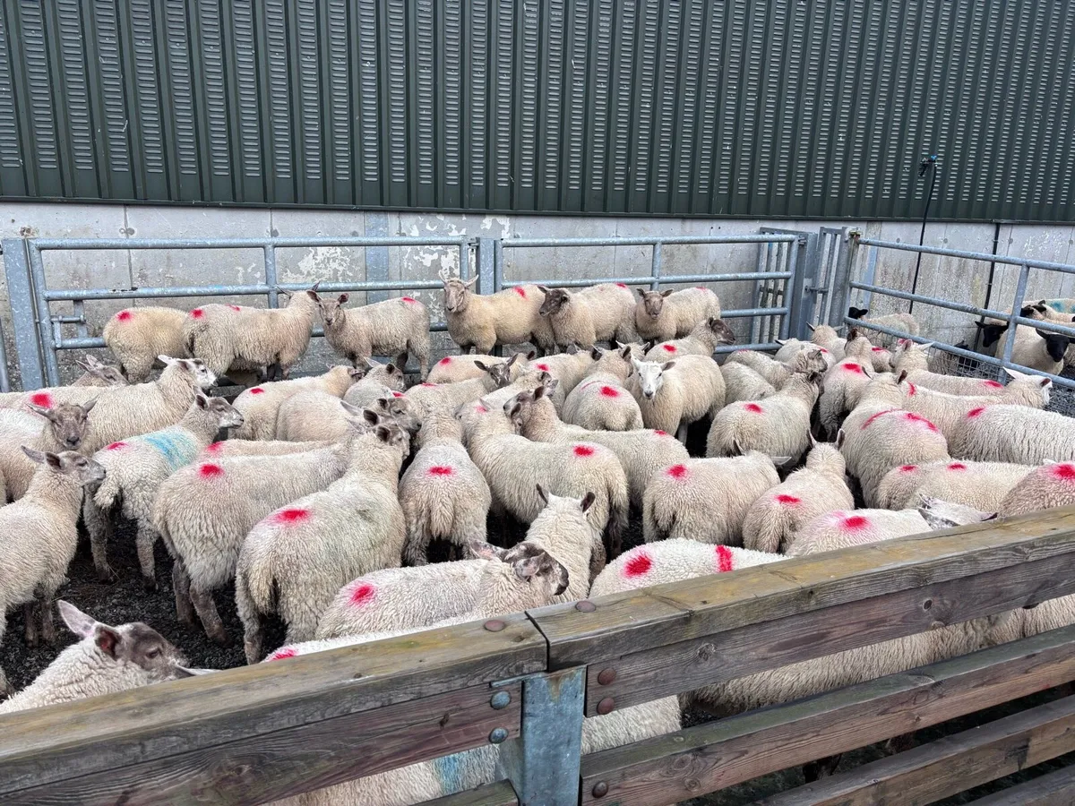 50 Organic Store Ewe Lambs - Image 2