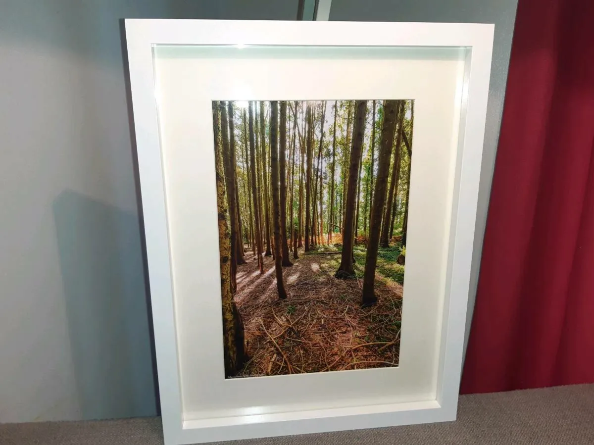 Ballyannan Woods, Midleton - Image 2