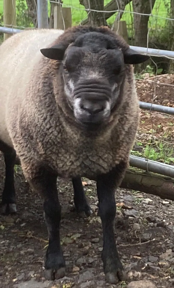 Blue Texel Ram - Image 1