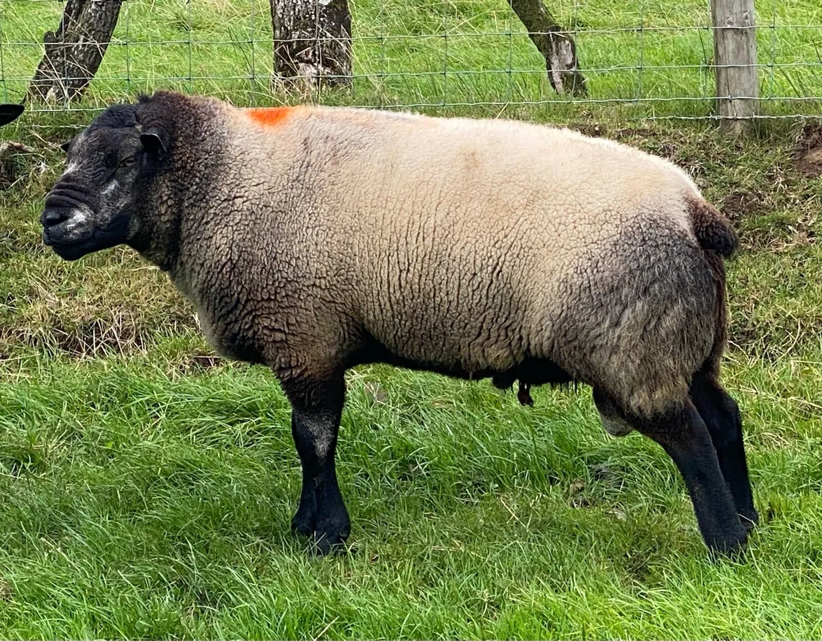 Blue Texel Ram - Image 2