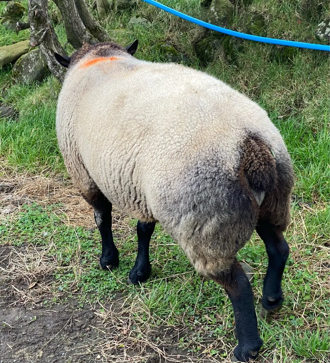 Blue Texel Ram - Image 3