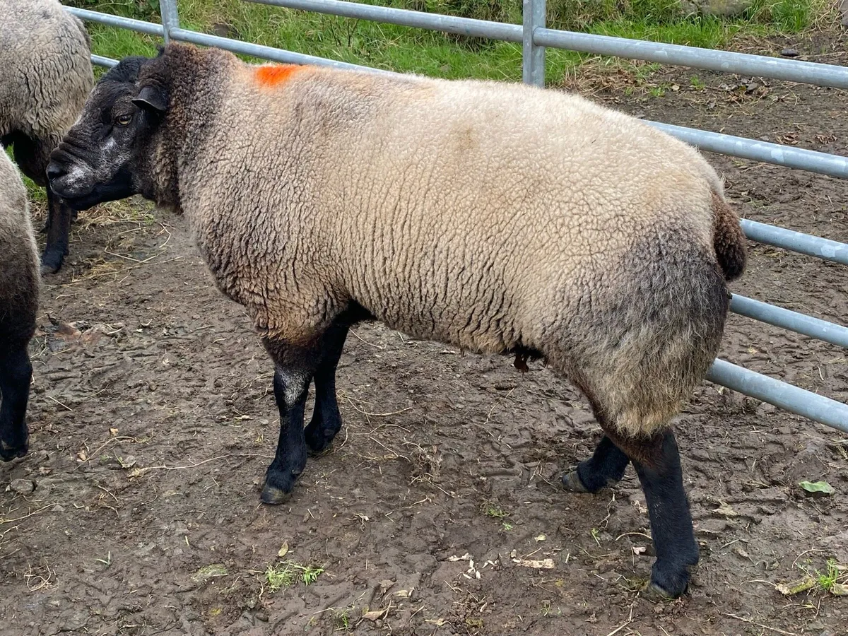 Blue Texel Ram - Image 4