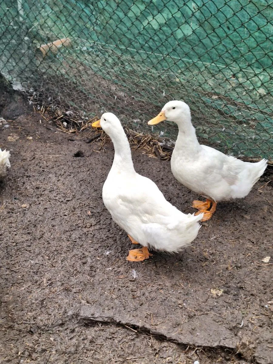 Drakes from 6-12 months old - Image 1