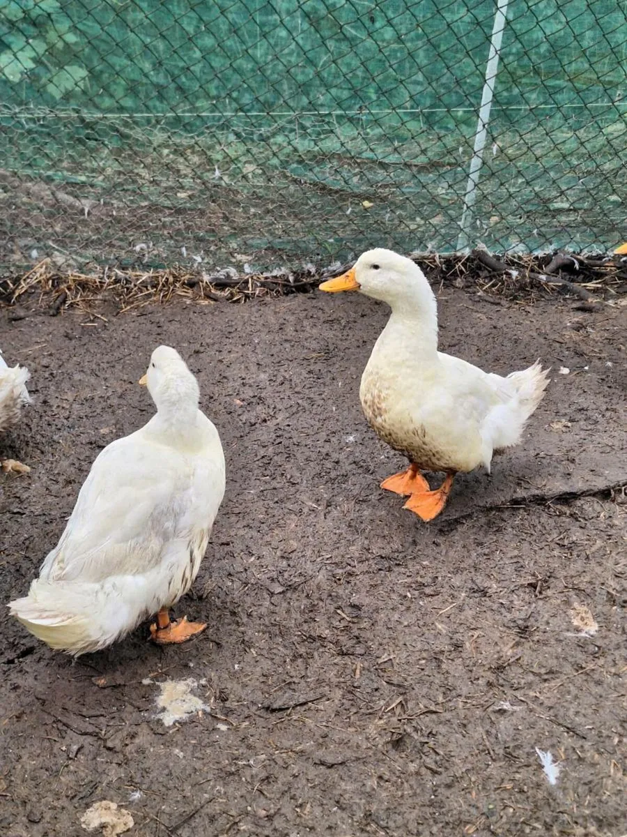 Drakes from 6-12 months old - Image 2