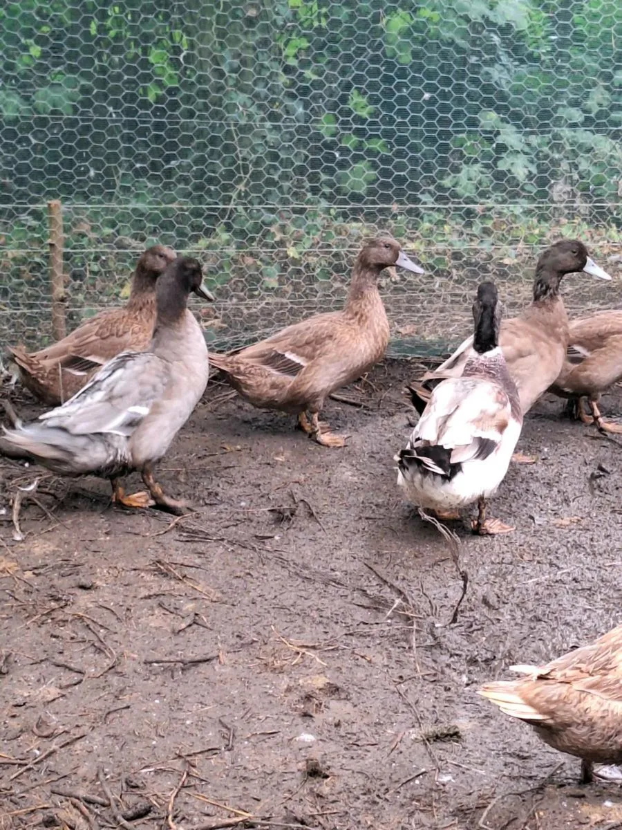 Drakes from 6-12 months old - Image 3