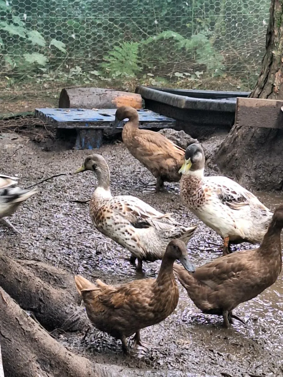 Drakes from 6-12 months old - Image 4