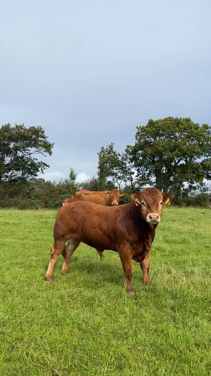Pedigree limousin bull Weanling - Image 1