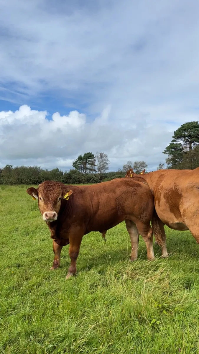 Pedigree limousin bull Weanling - Image 3