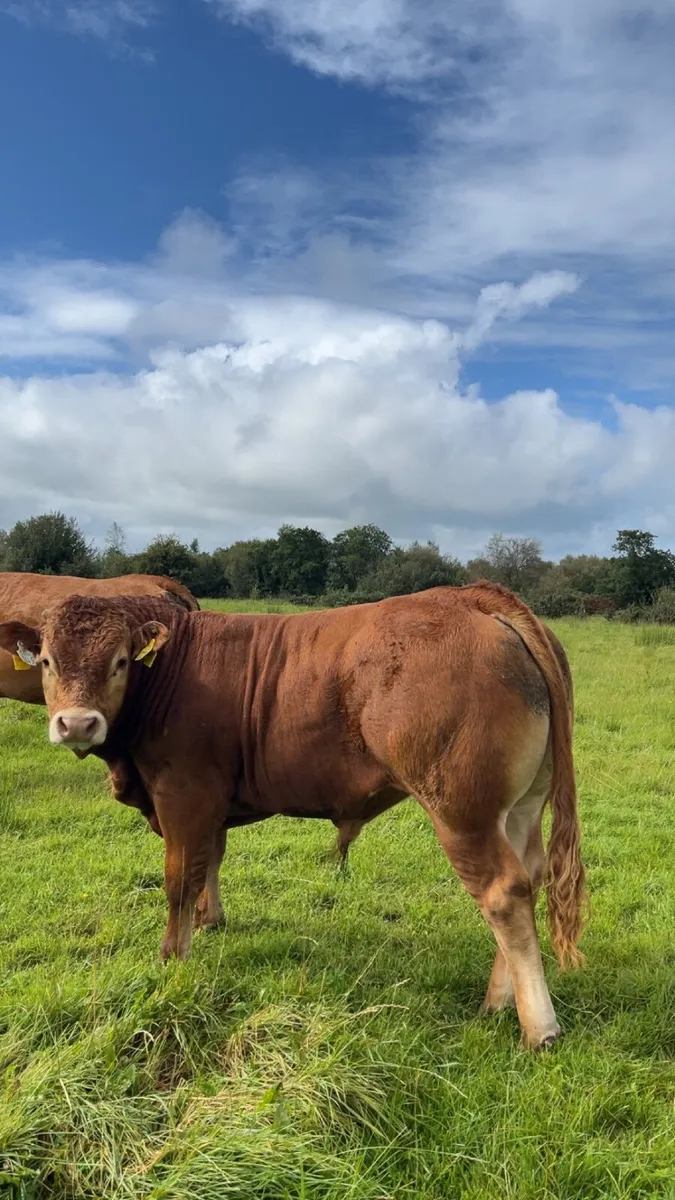 Pedigree limousin bull Weanling - Image 4