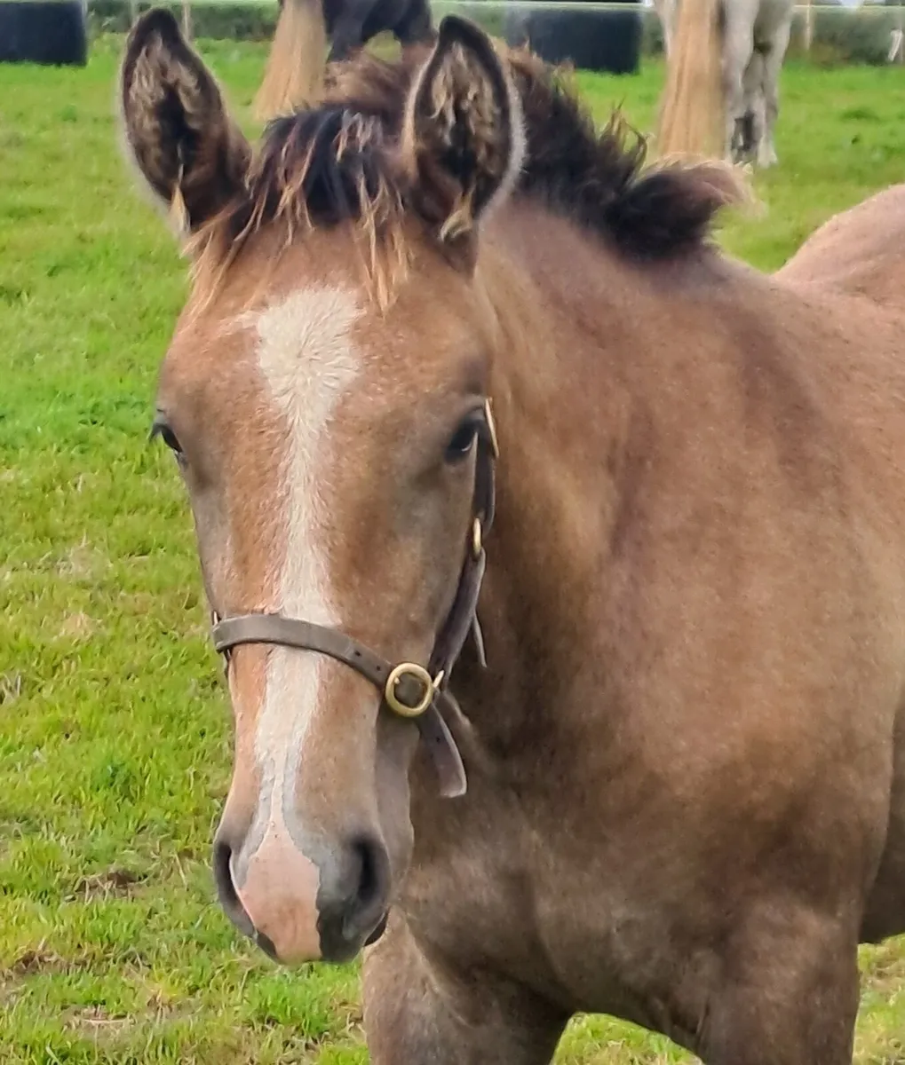 RID .Filly Foal. - Image 1