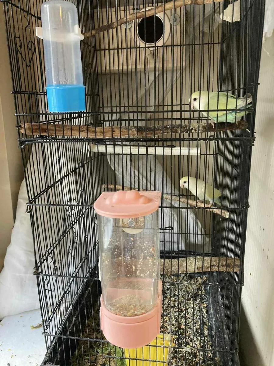 Lovebirds - Image 2