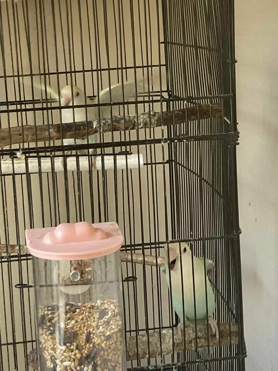 Lovebirds - Image 3