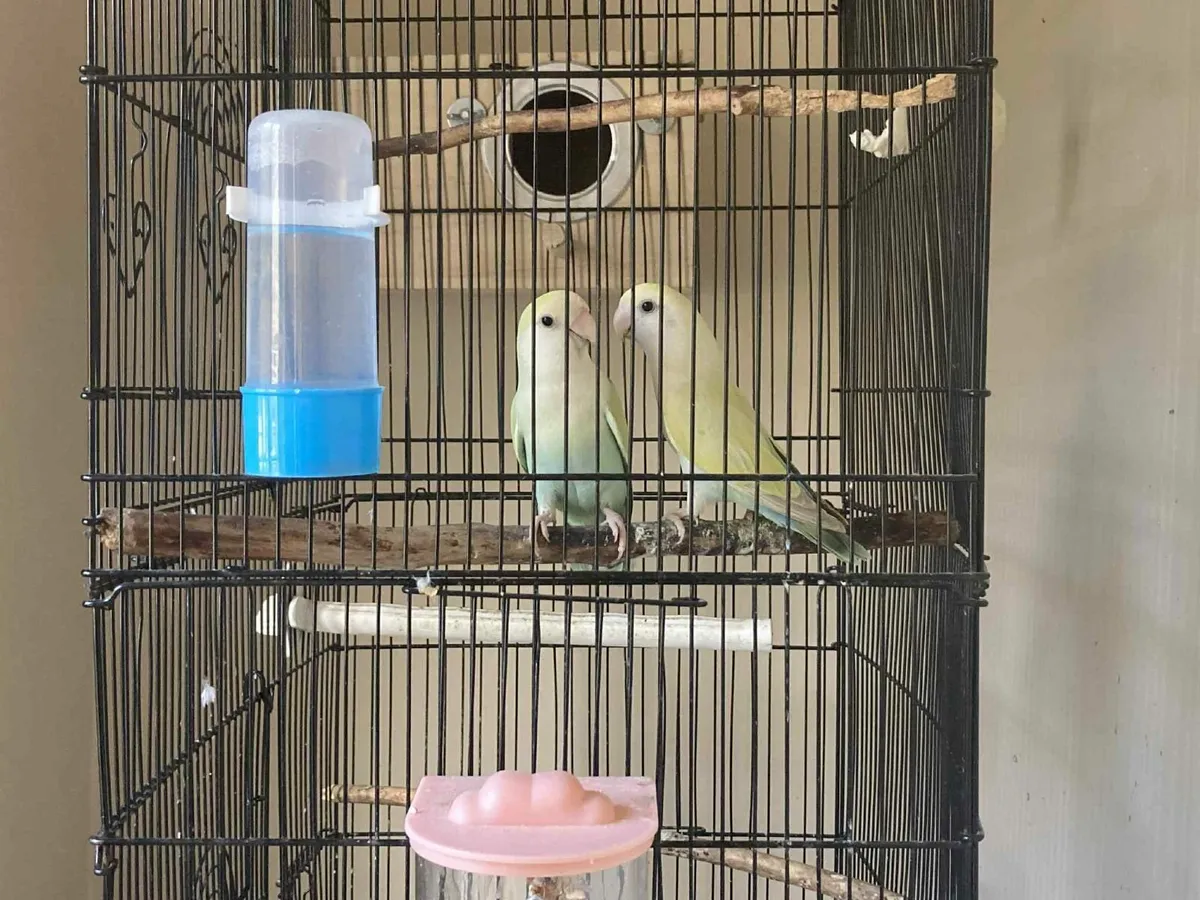 Lovebirds - Image 1