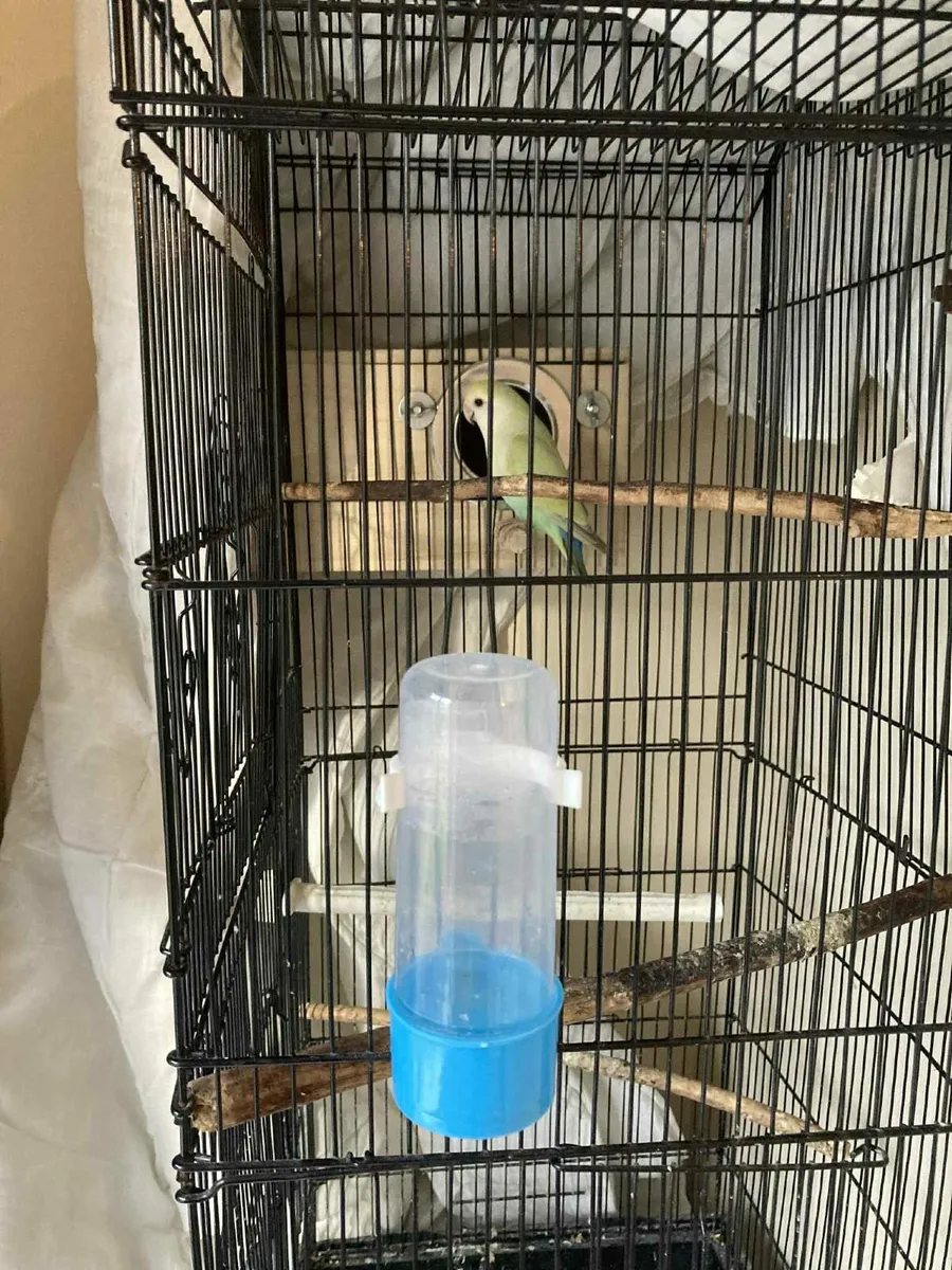 Lovebirds - Image 4