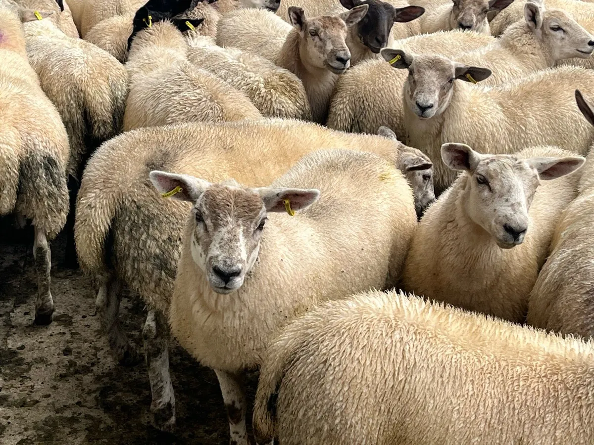 Texel X Ewe lambs - Image 1