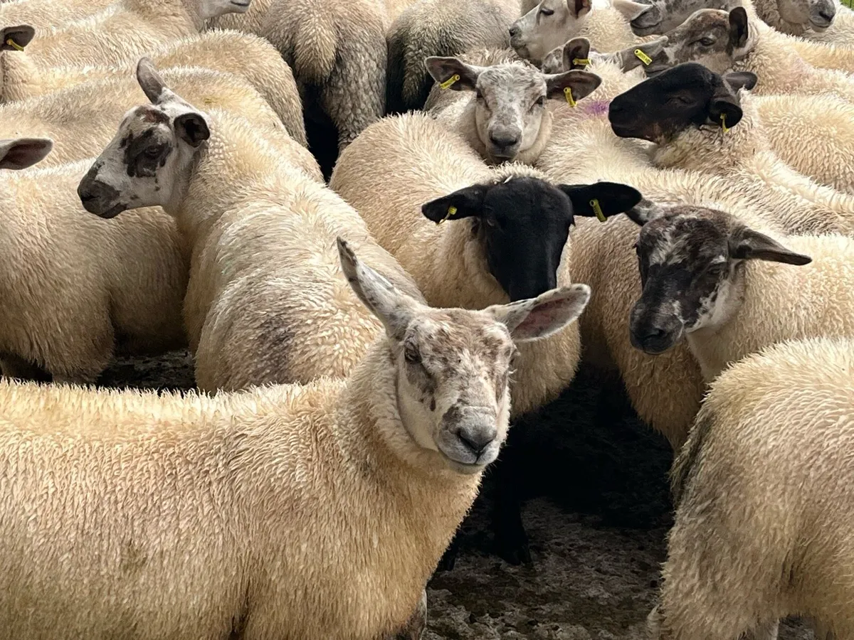 Texel X Ewe lambs - Image 2