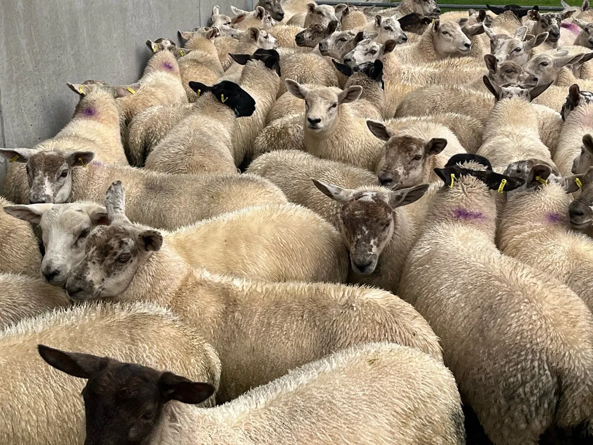 Texel X Ewe lambs - Image 3