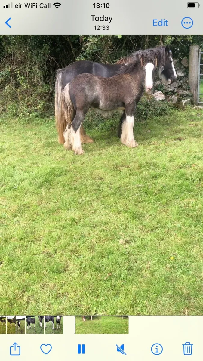 Black Splashed colt foal . - Image 1