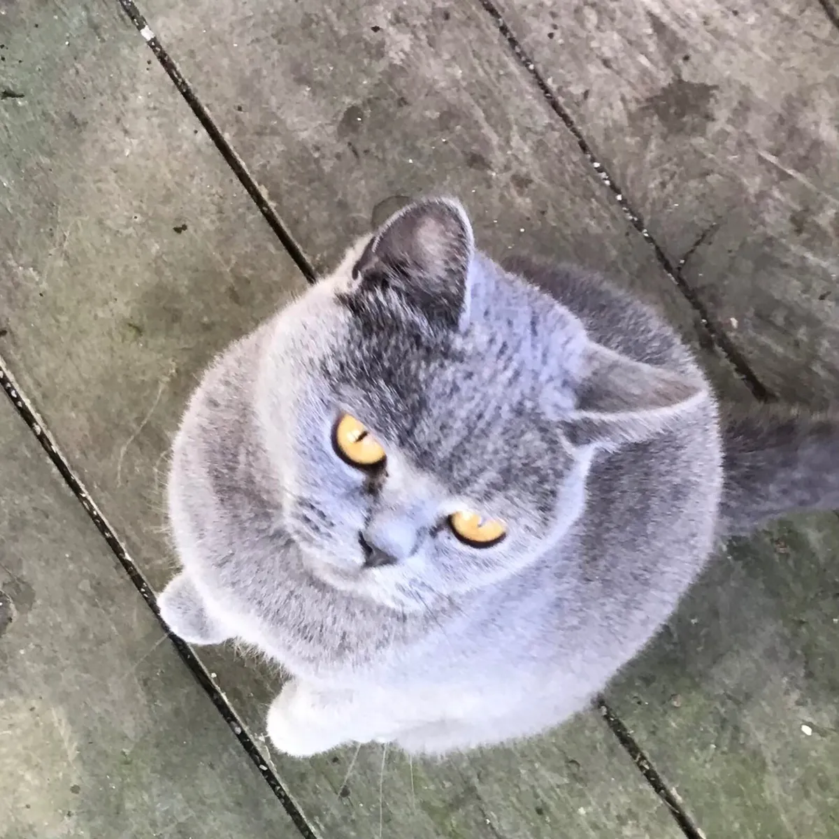 British shorthair kitten - Image 2