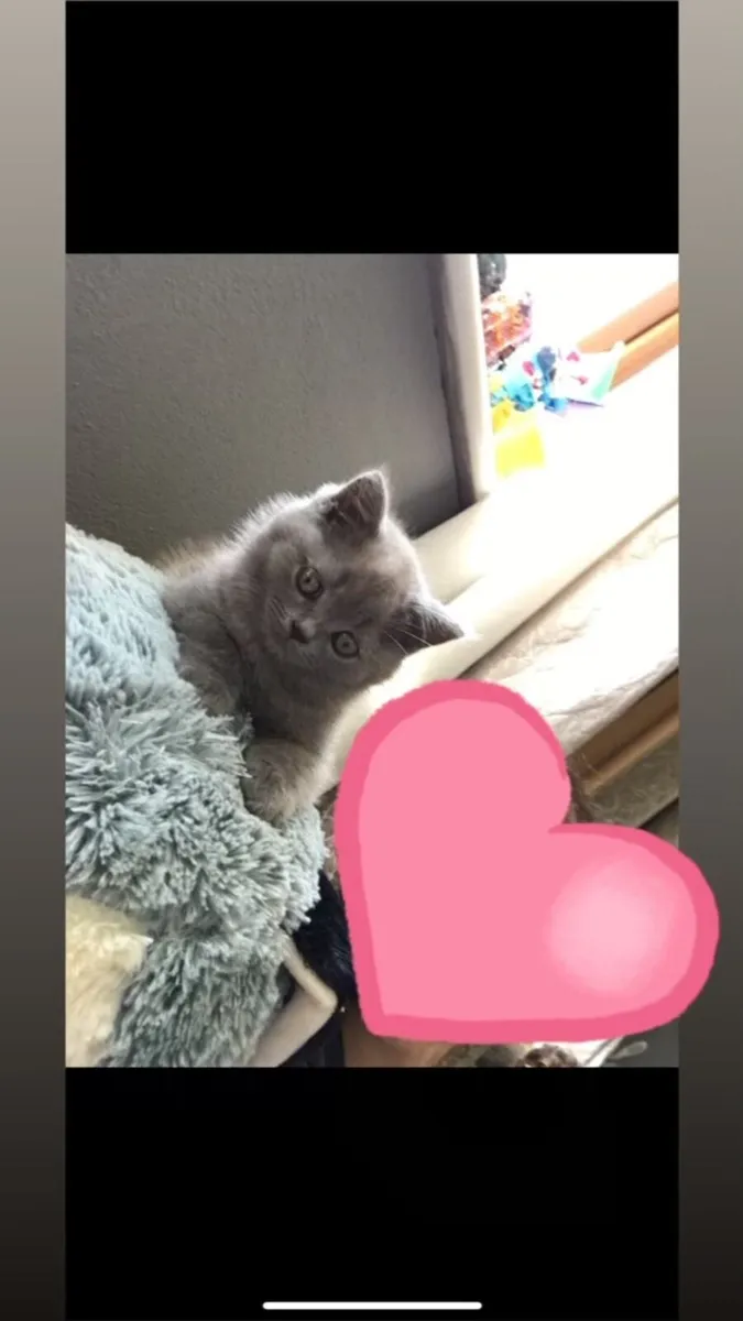 British shorthair kitten - Image 3