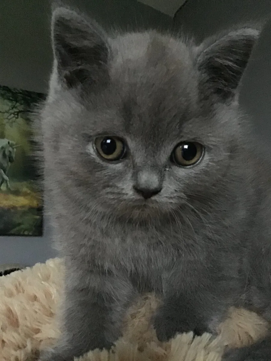 British shorthair kitten - Image 4