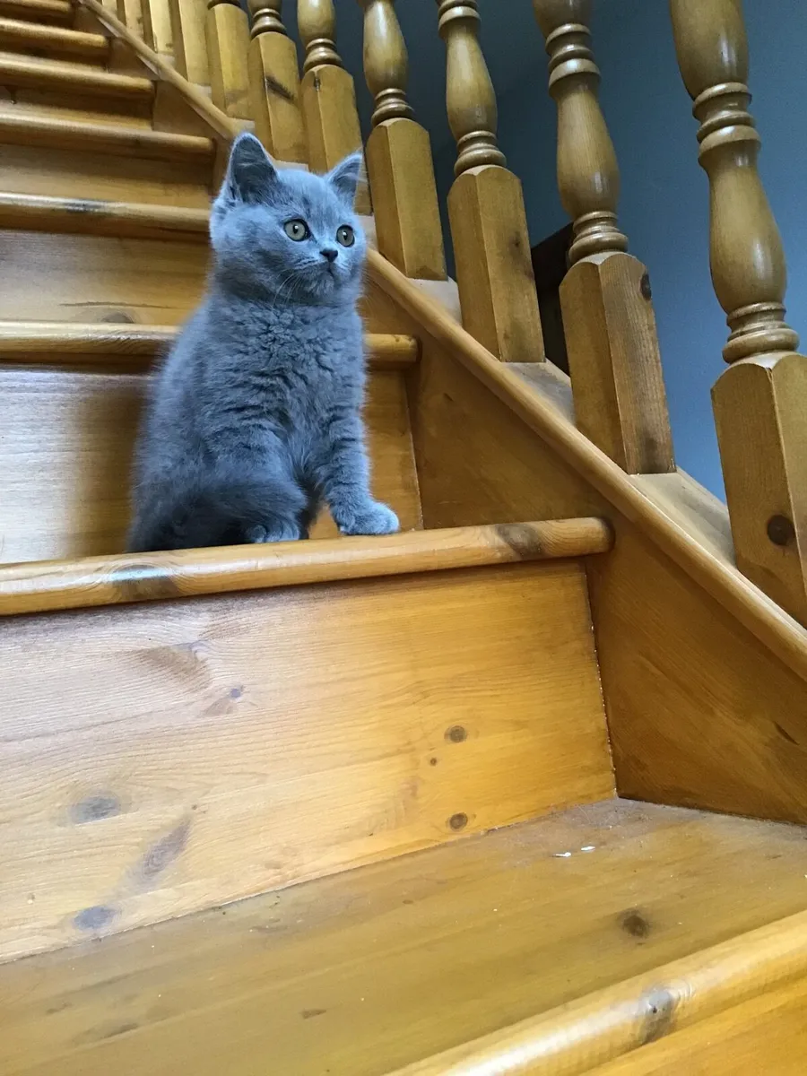 British shorthair kitten - Image 1