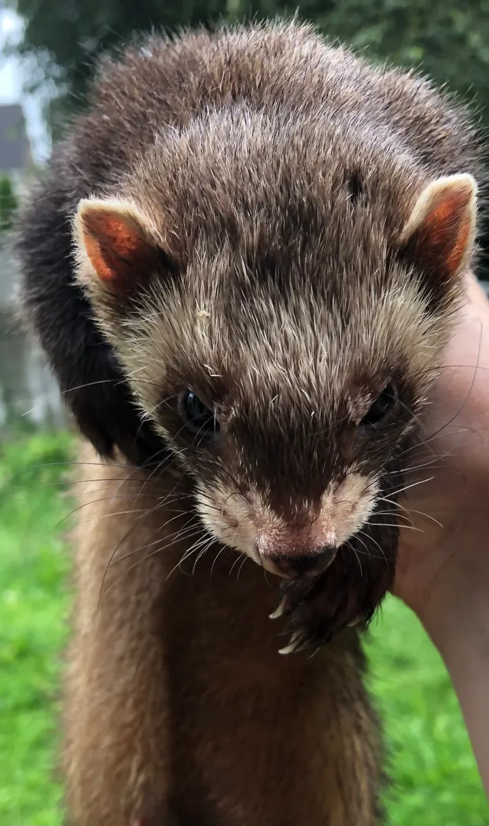 Jill ferret