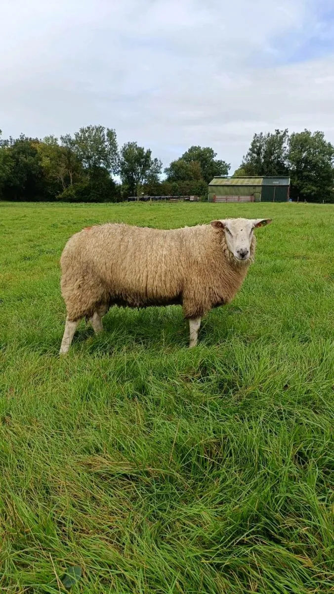 Pedigree Belclare Ram Lambs - Image 1