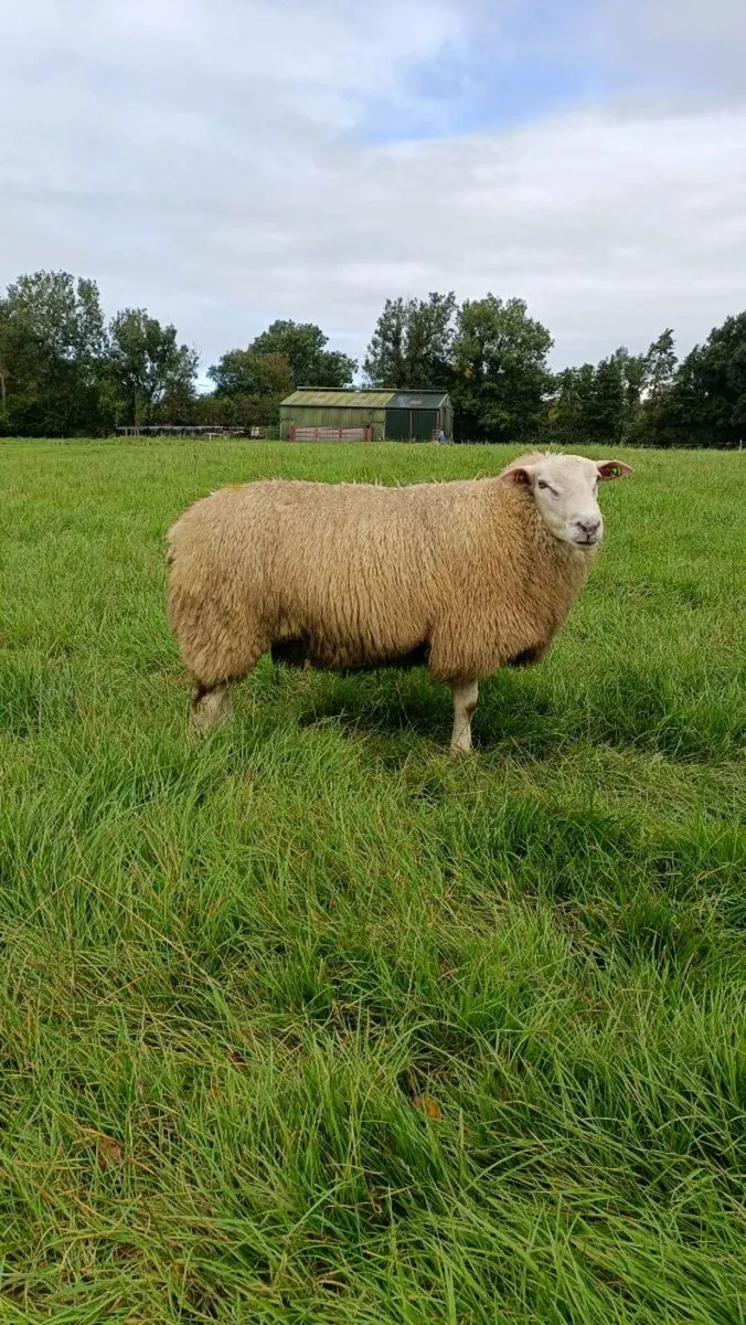 Pedigree Belclare Ram Lambs - Image 2