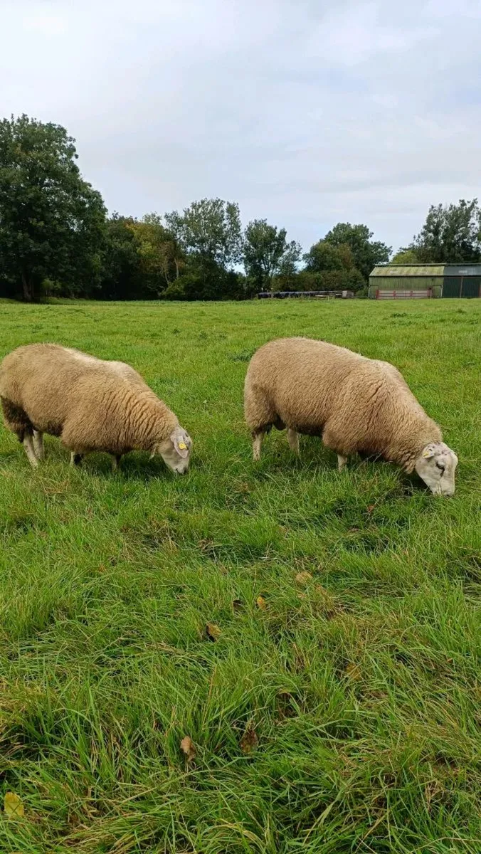 Pedigree Belclare Ram Lambs - Image 3