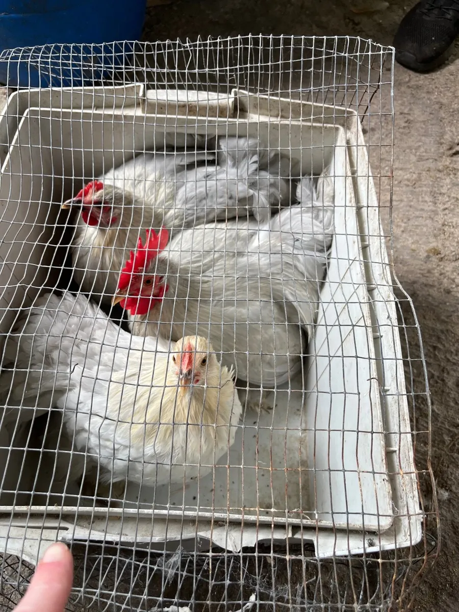 Poultry - Image 1