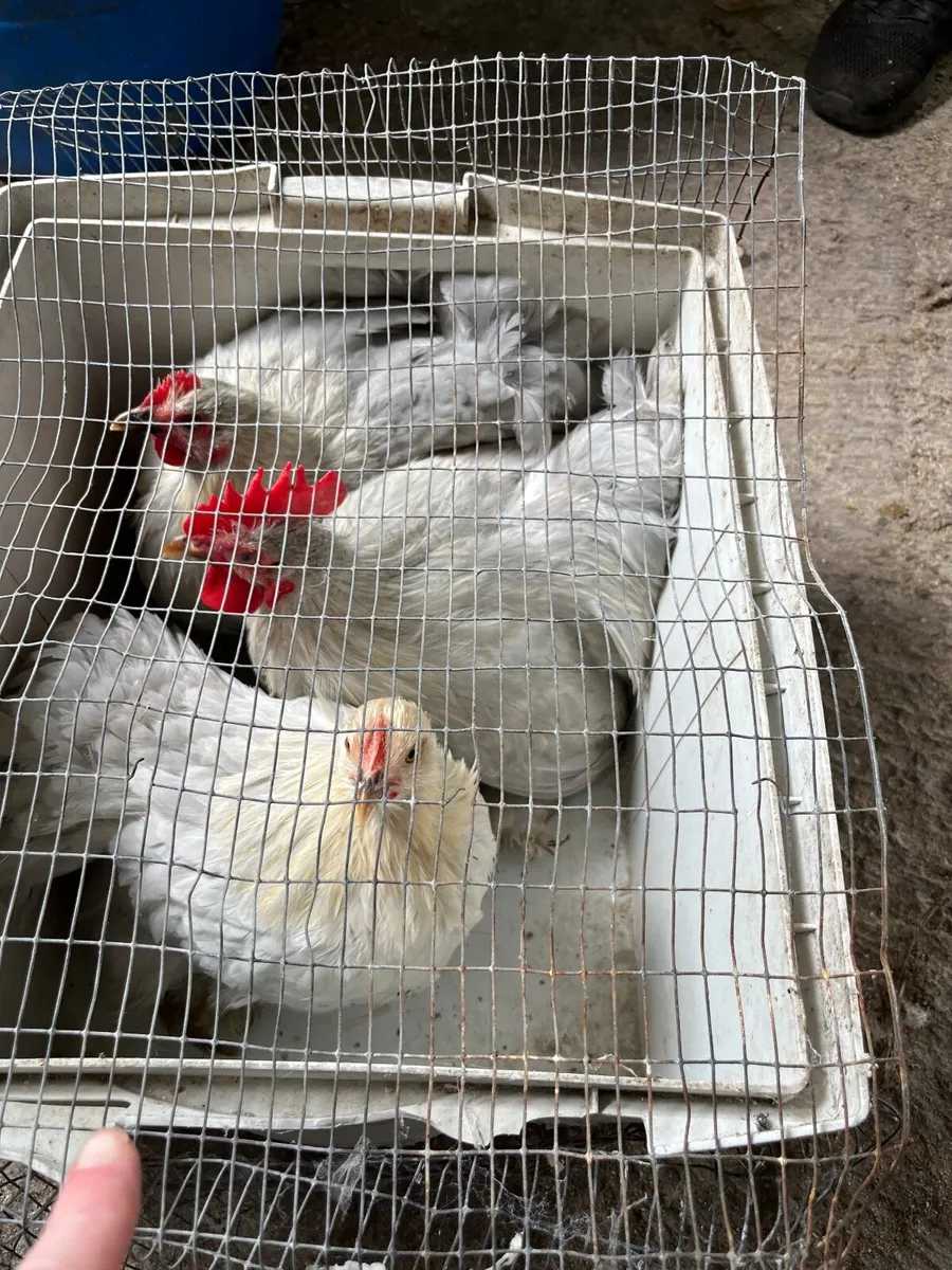 Poultry - Image 3