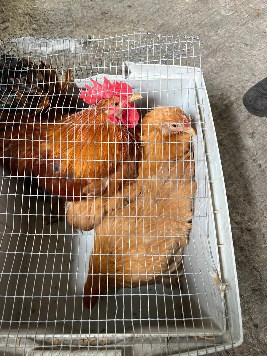 Poultry - Image 4