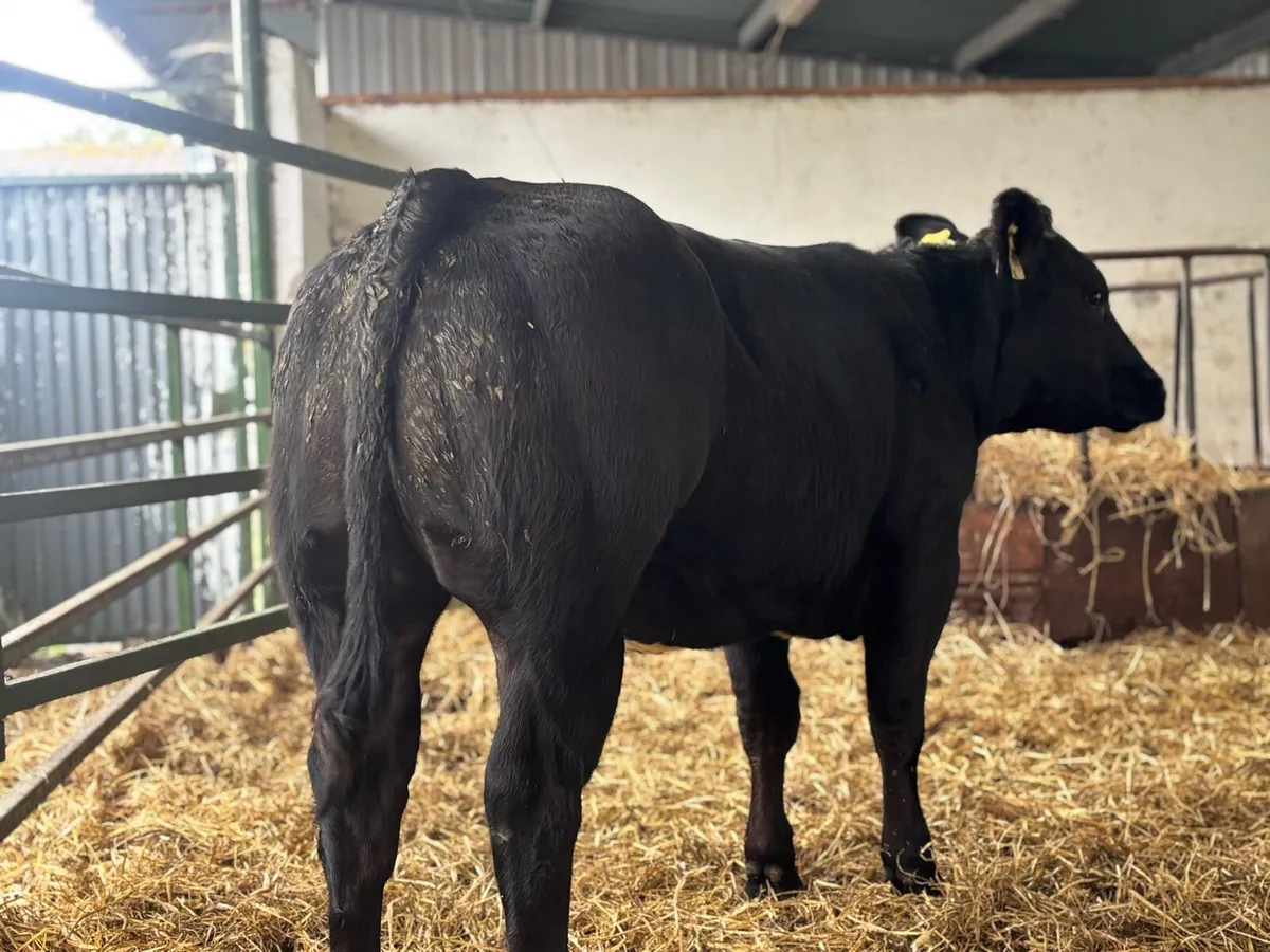 E GRADE HEIFER BBX - Image 1