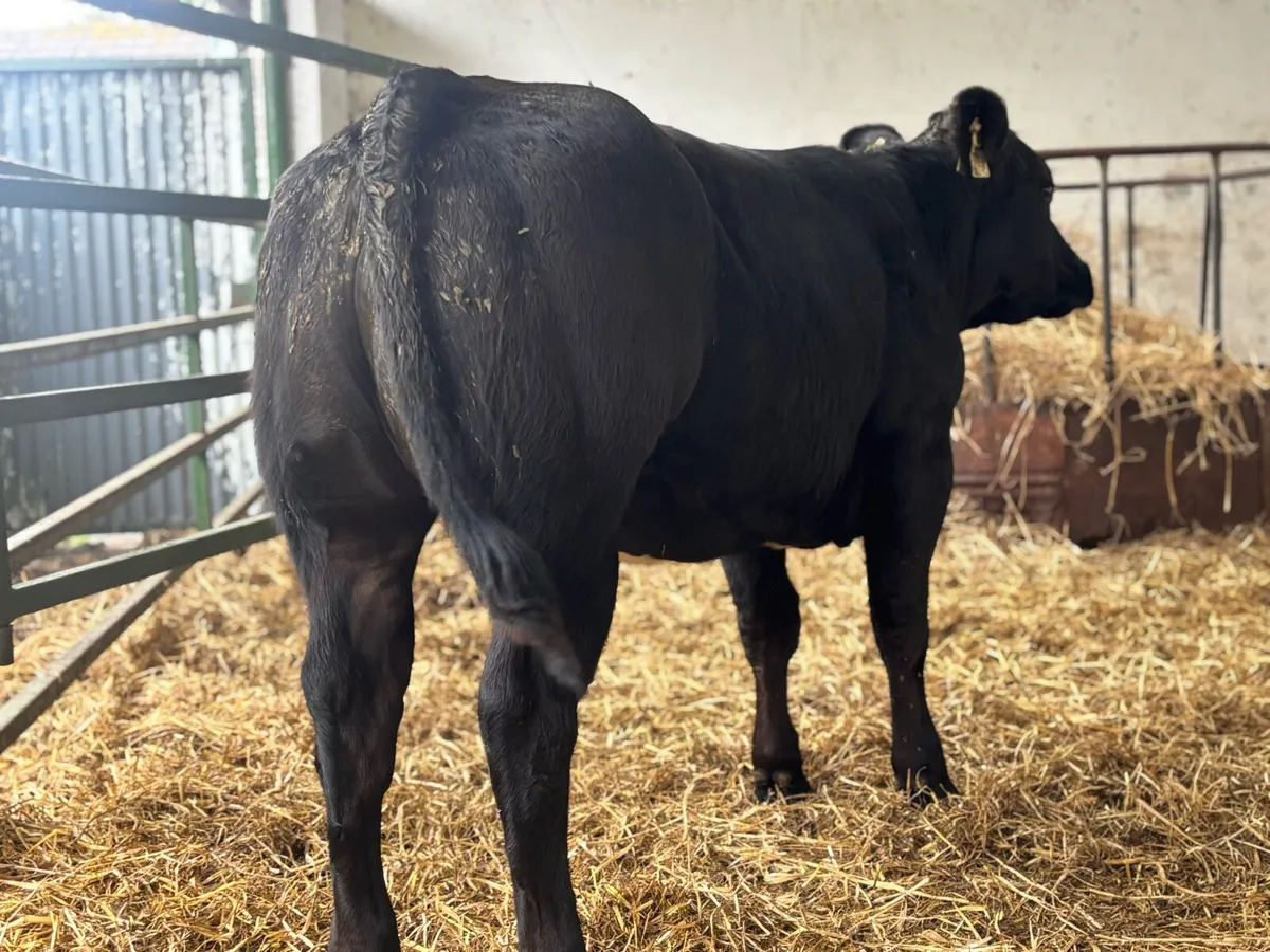 E GRADE HEIFER BBX - Image 2