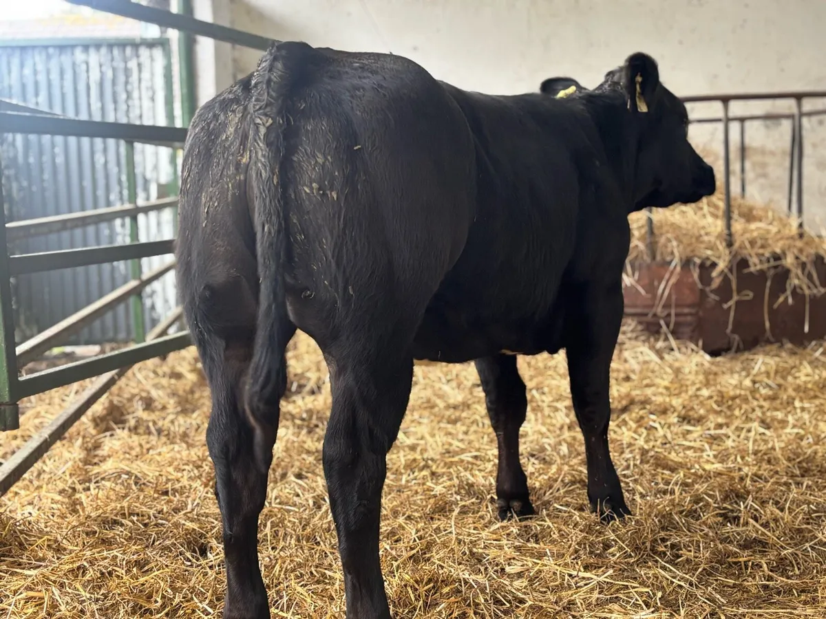 E GRADE HEIFER BBX - Image 3